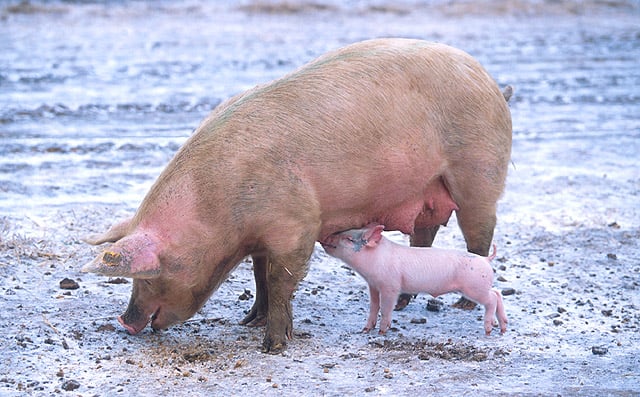 Sow with piglet, USDA-ARS